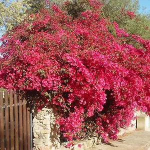 Casa vacanze Casa A 300mt.dal Mare Calasinzias, 6 Letti, Ac, Pets Welcome, Wi-fi Free, Cala Sinzias